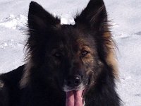 Shani